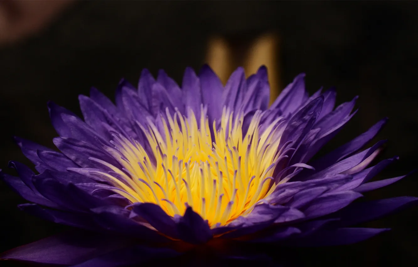 Photo wallpaper flower, purple, macro, Lily