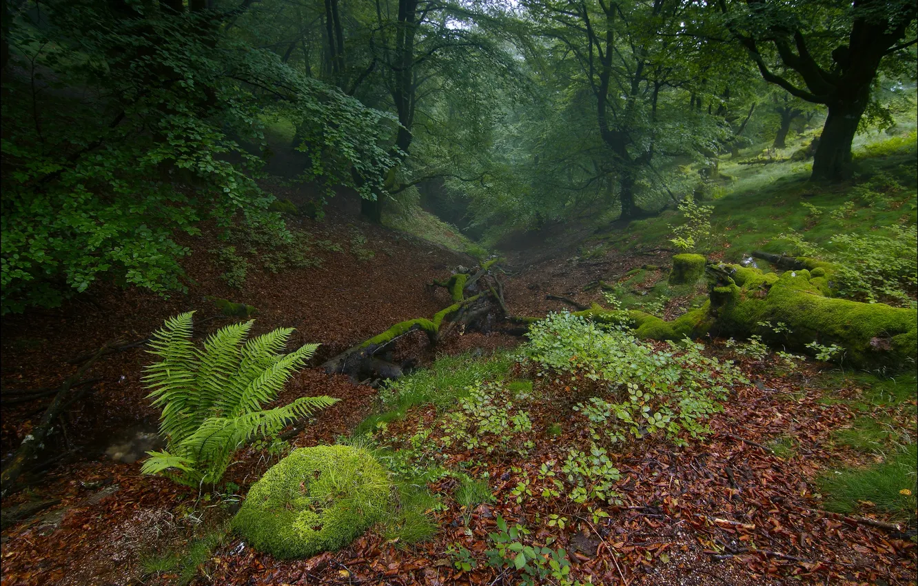 Photo wallpaper forest, leaves, trees, thicket, twilight, hollow