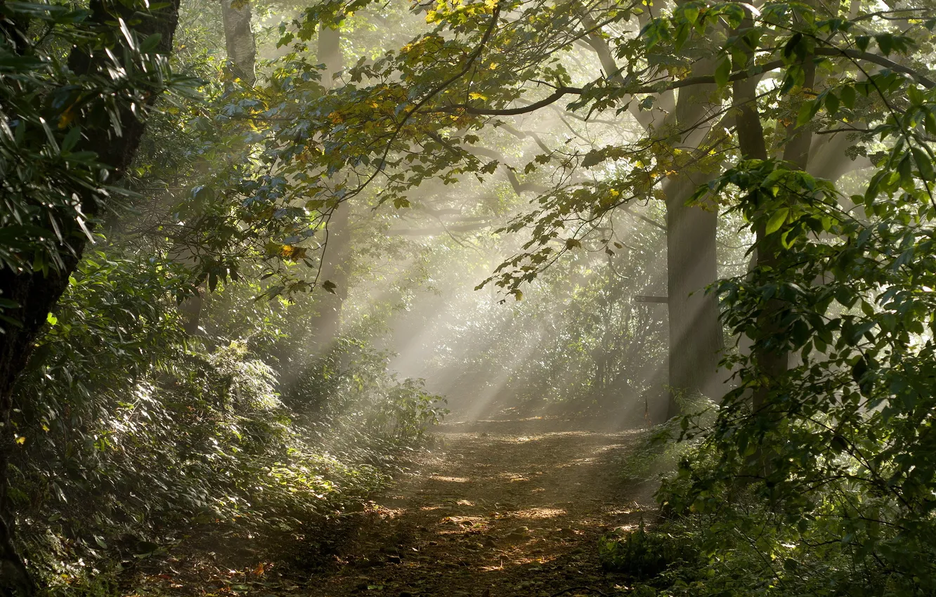 Photo wallpaper road, forest, light, nature
