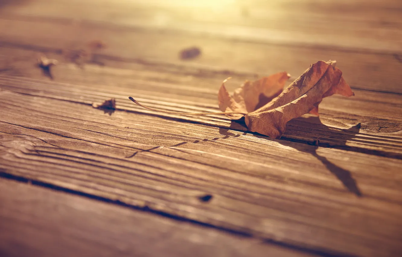 Photo wallpaper autumn, leaves, nature