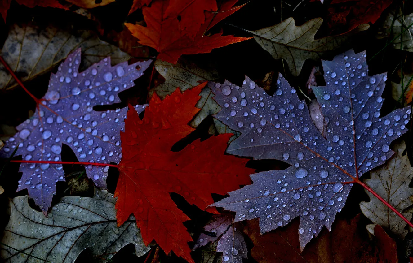 Photo wallpaper autumn, leaves, water, drops, Rosa, maple