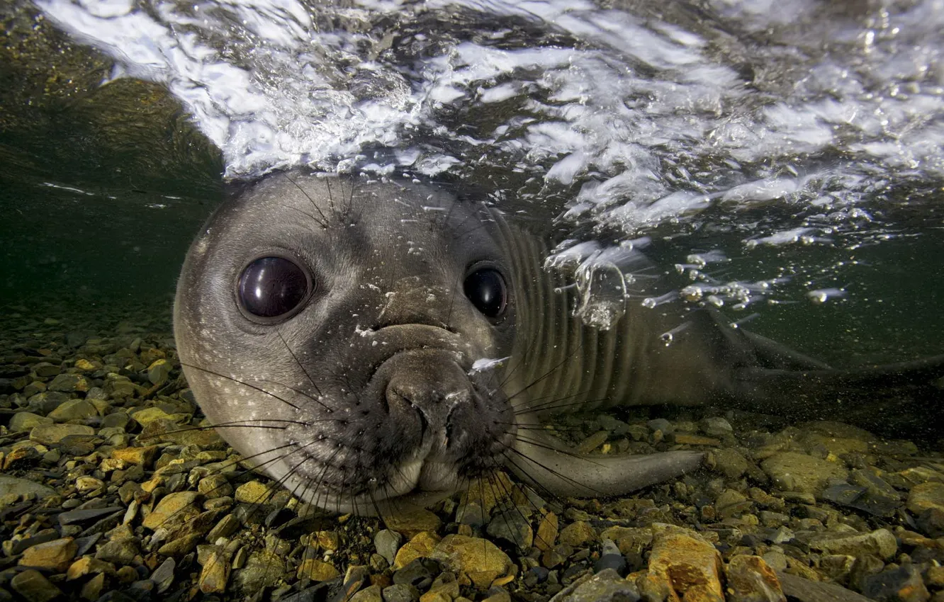 Photo wallpaper sea, nature, cub, sea leopard