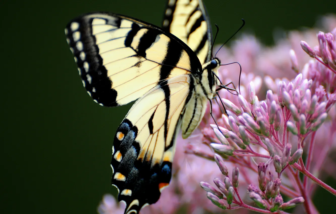 Photo wallpaper nature, butterfly, swallowtail