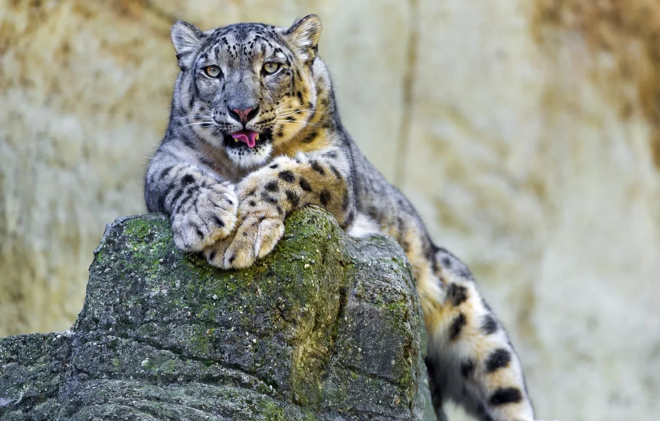 Photo wallpaper IRBIS, snow leopard, Kameni