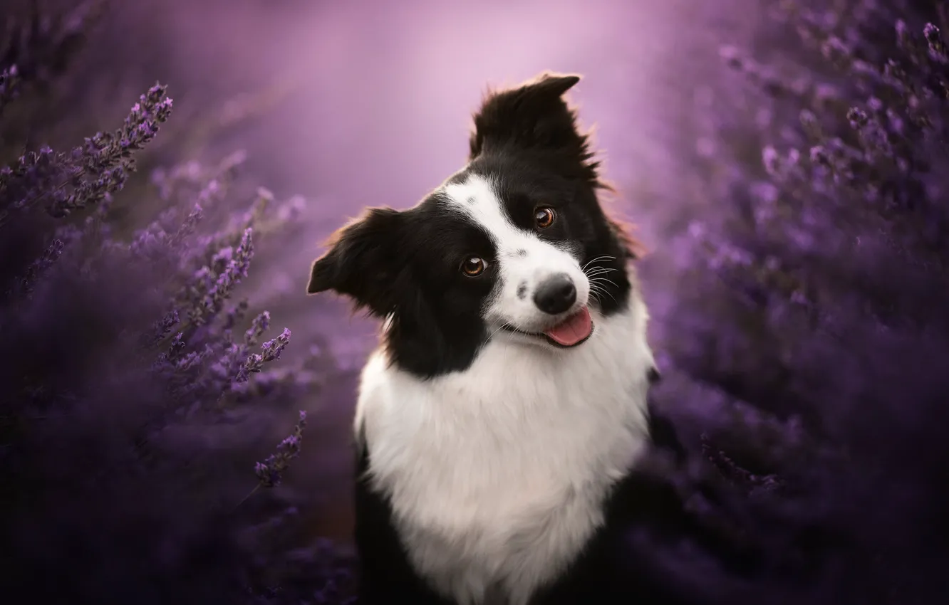 Photo wallpaper face, smile, dog, lavender, bokeh, The border collie
