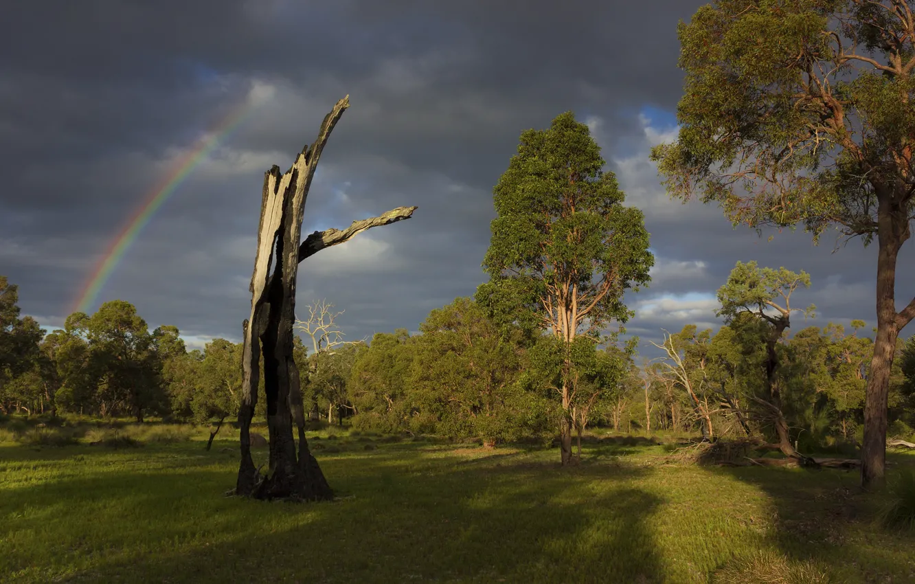 Photo wallpaper field, light, trees, clouds, rainbow, snag