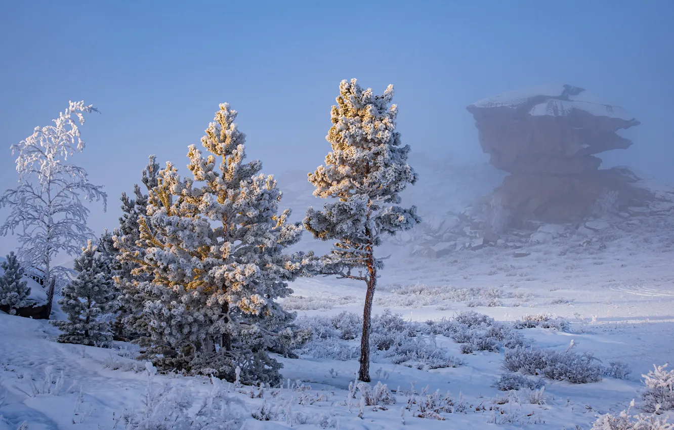 Photo wallpaper winter, snow, trees, fog, frost, Drobotenko Evgeny