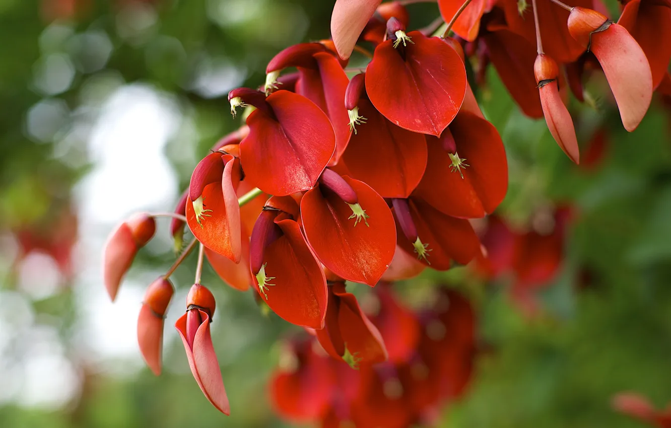 Photo wallpaper macro, red, plant, flowering, Erythrina crista-galli