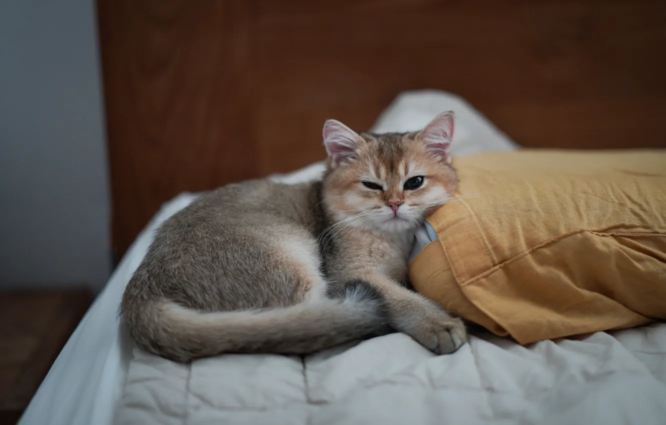 Photo wallpaper cat, look, pose, kitty, face