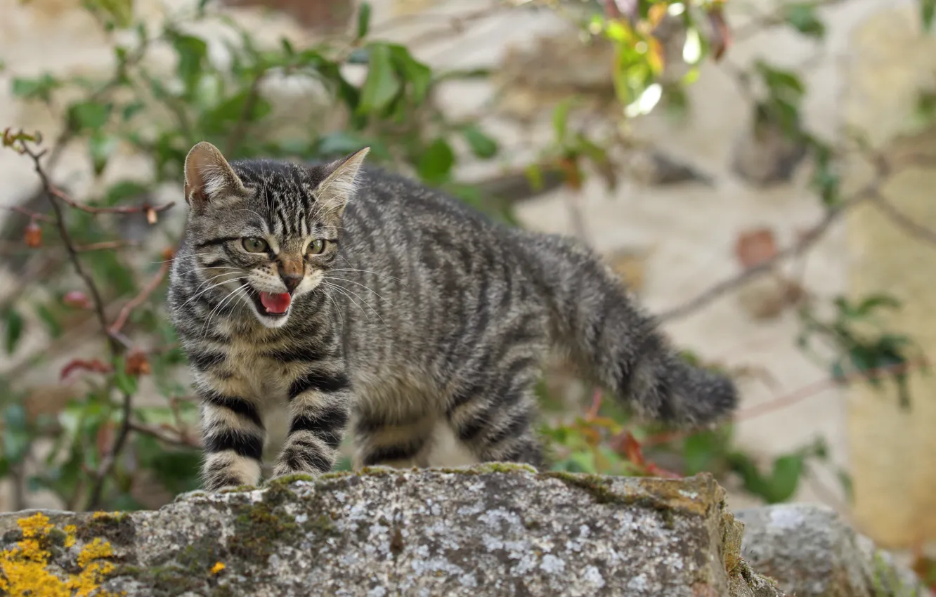 Photo wallpaper cat, cat, aggressive