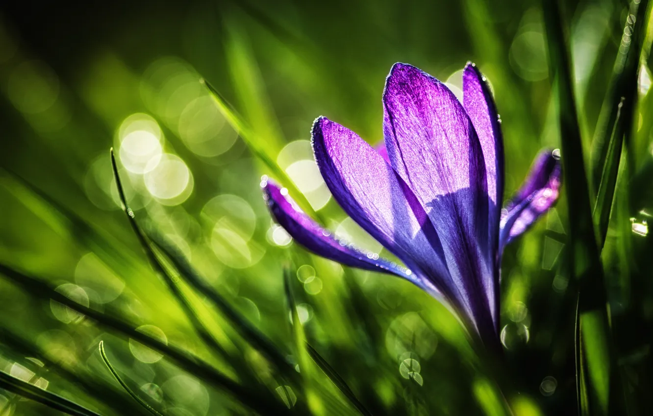 Photo wallpaper flower, purple, grass, the sun, light, nature, spring, Krokus