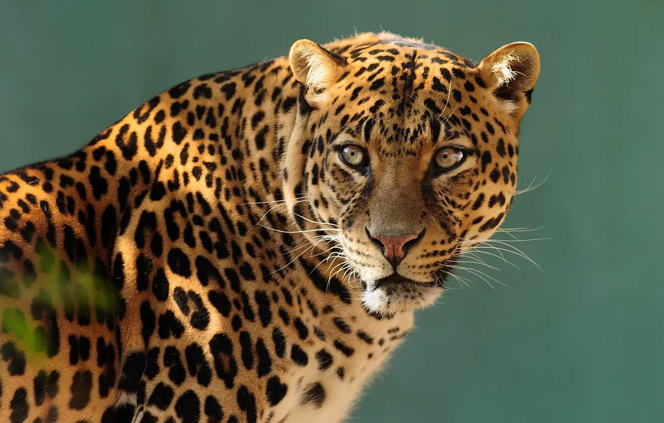 Photo wallpaper look, face, predator, leopard, profile