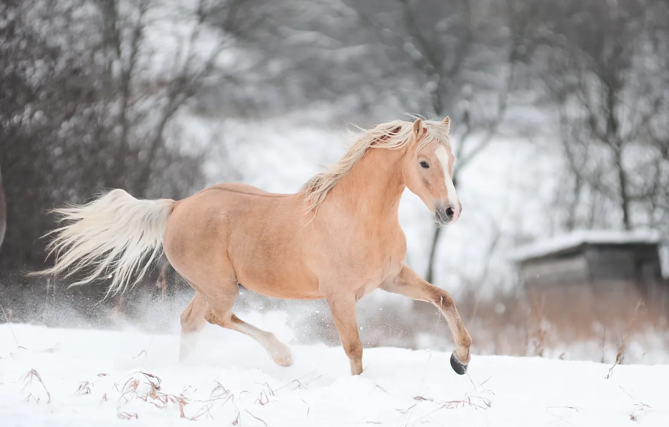 Photo wallpaper winter, snow, horse, horse, running, runs