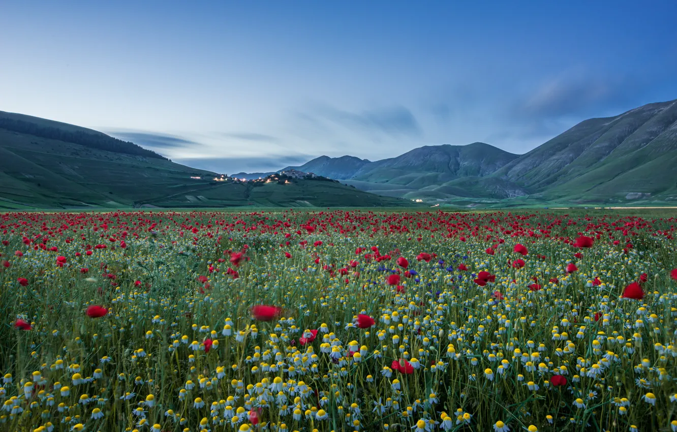 Photo wallpaper summer, flowers, Maki, poppy field