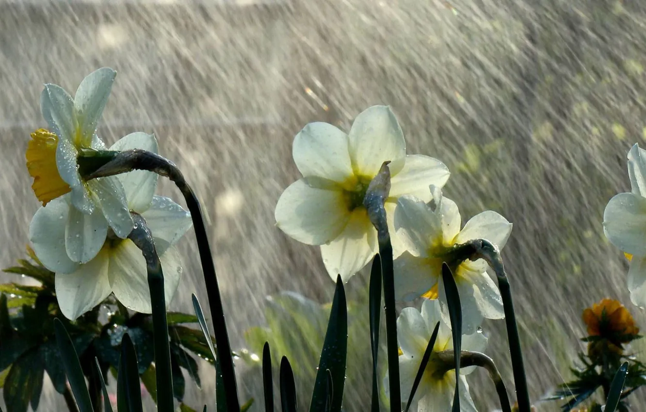 Photo wallpaper rain, mood, daffodils