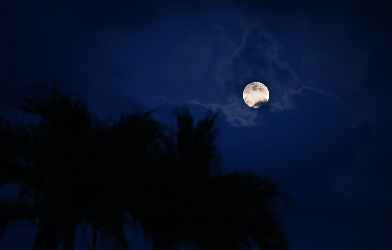 Photo wallpaper the sky, clouds, trees, night, nature, the moon, the full moon