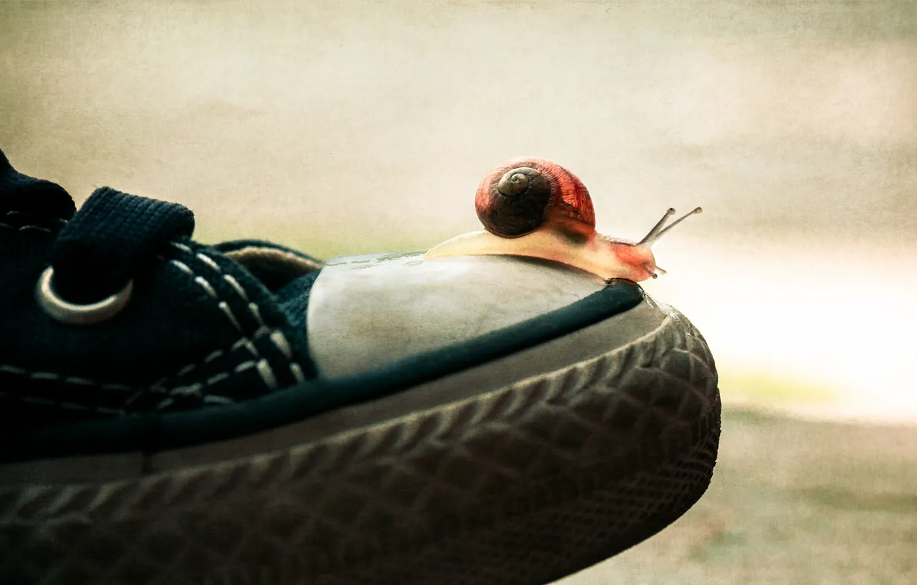 Photo wallpaper macro, background, sport, shoes, sneakers, snail, sports, journey