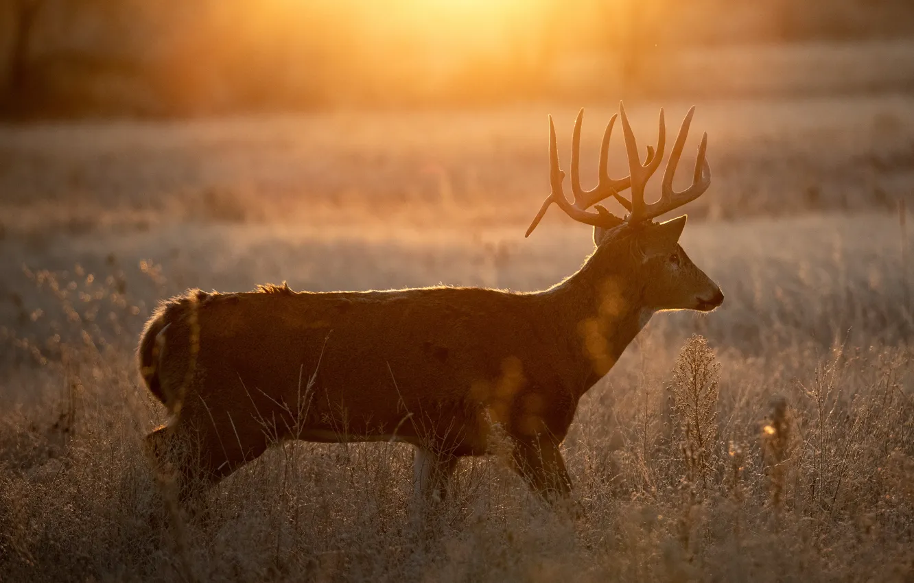 Photo wallpaper field, grass, dawn, deer, morning, ROE