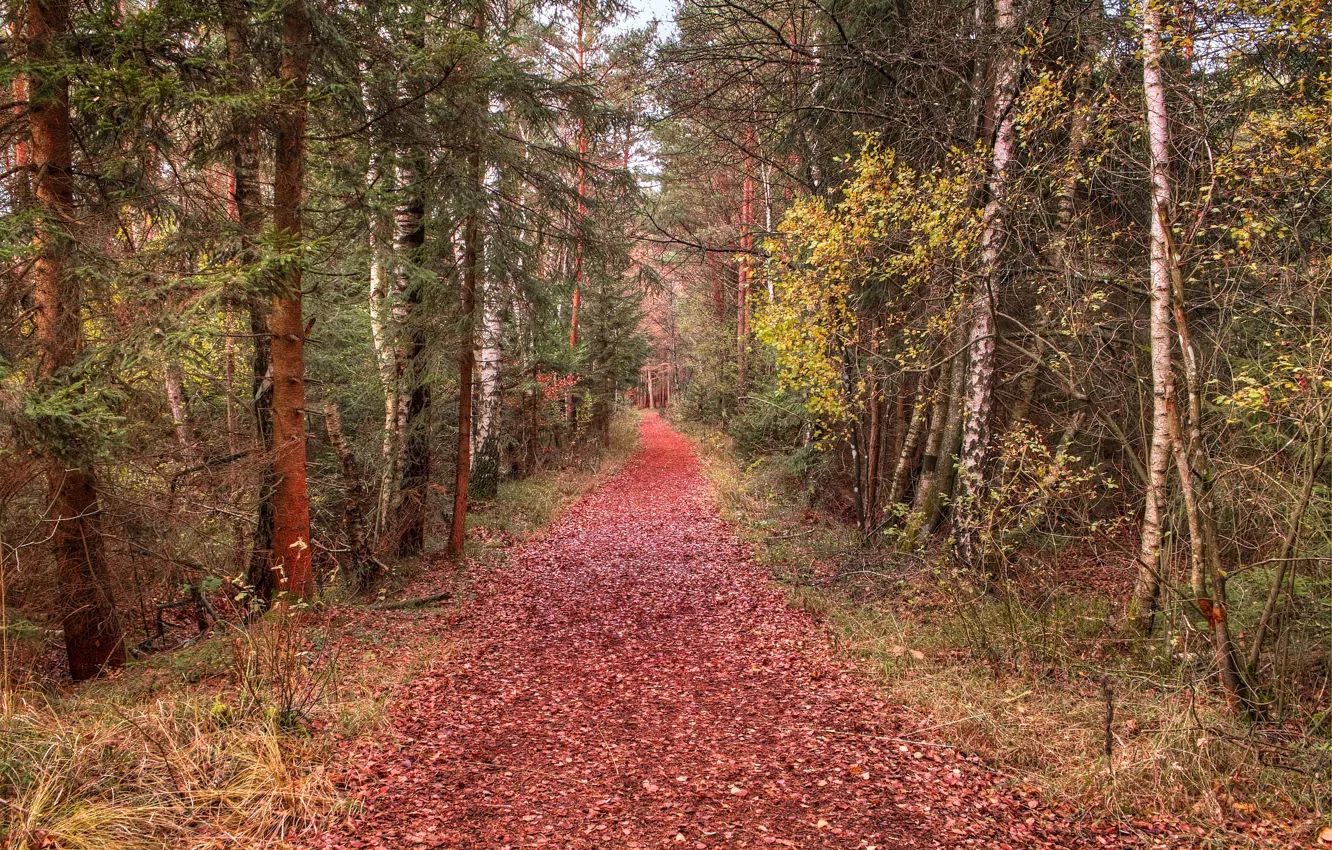 Photo wallpaper forest, leaves, trees, trail, Autumn, forest, falling leaves, trees