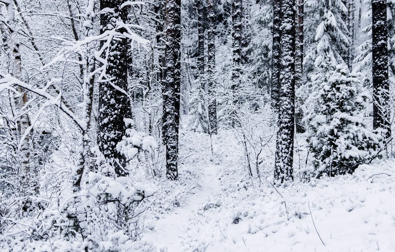 Photo wallpaper winter, forest, snow, trees, nature