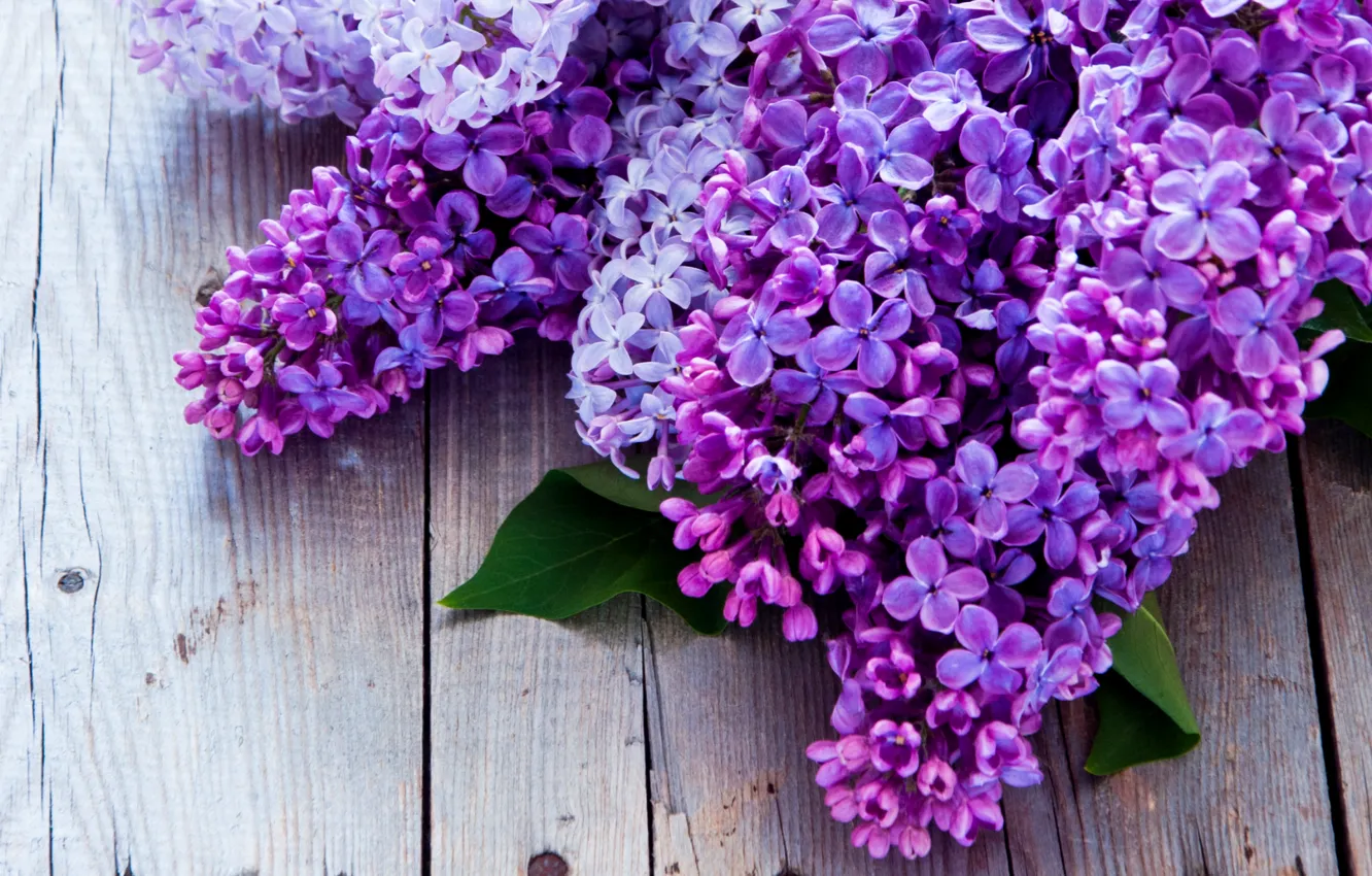 Photo wallpaper purple, lilac, bunches
