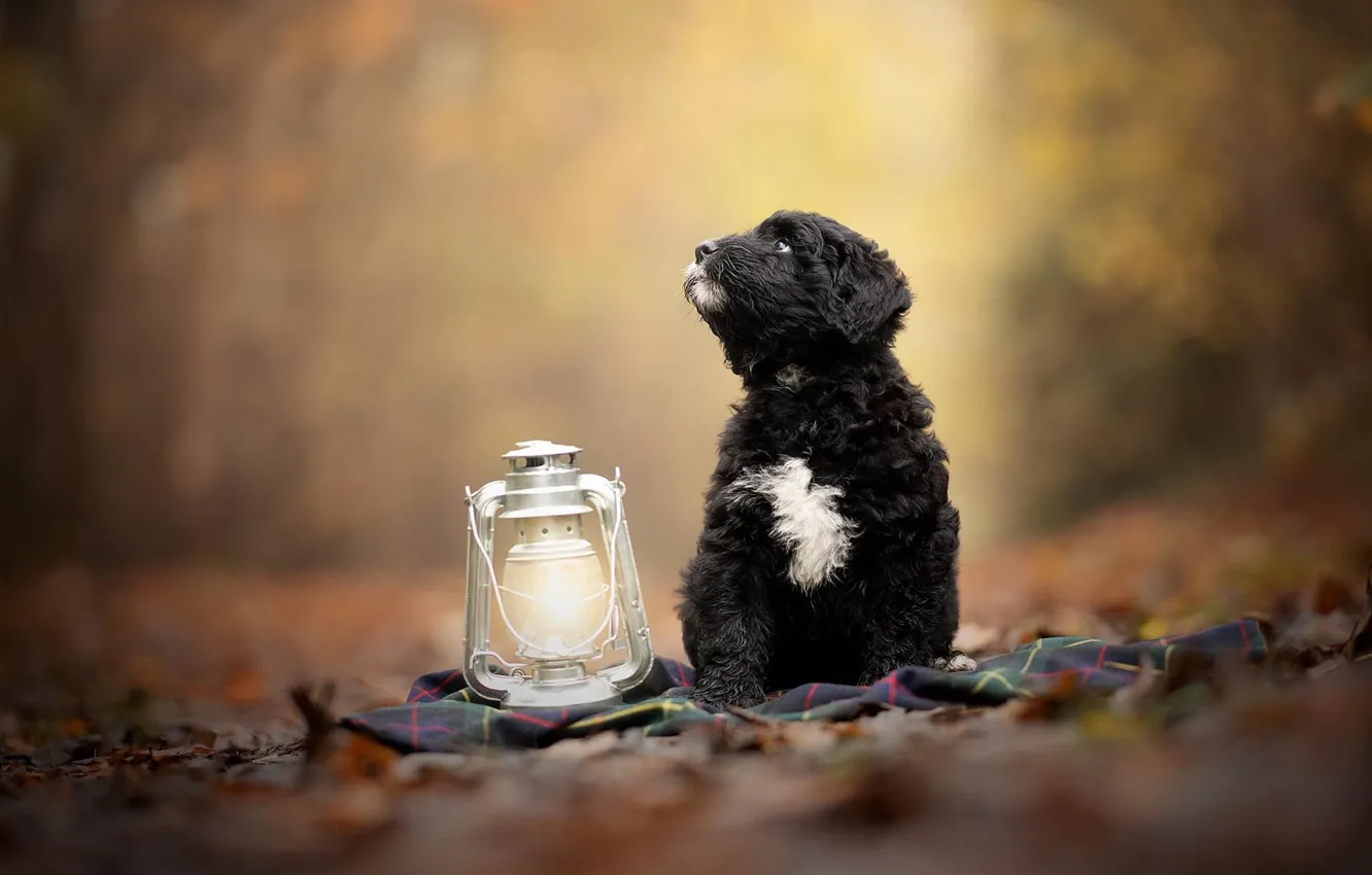Photo wallpaper autumn, Park, foliage, black, dog, lights, puppy, plaid