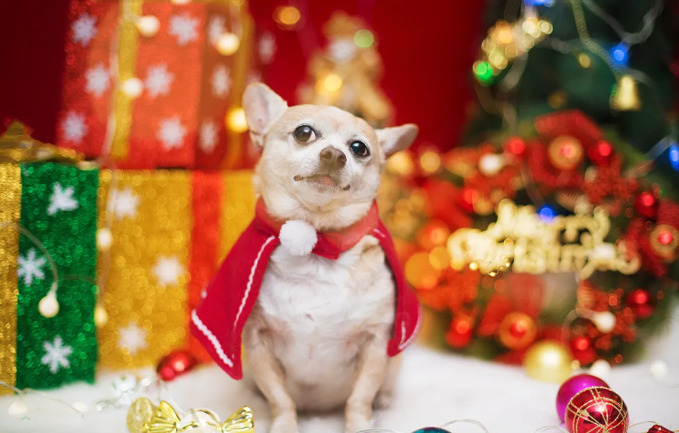 Photo wallpaper look, pose, dog, face