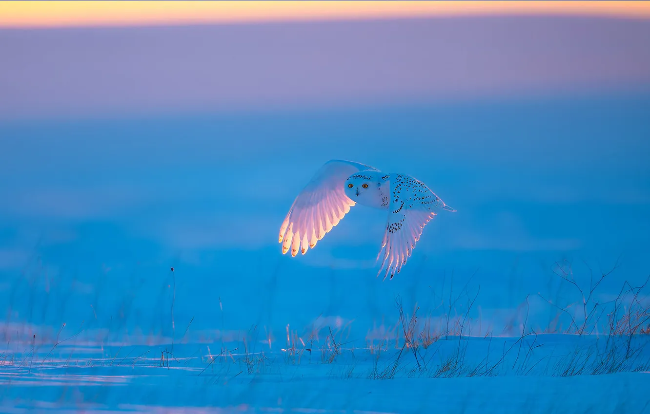 Photo wallpaper winter, field, white, look, light, snow, flight, branches