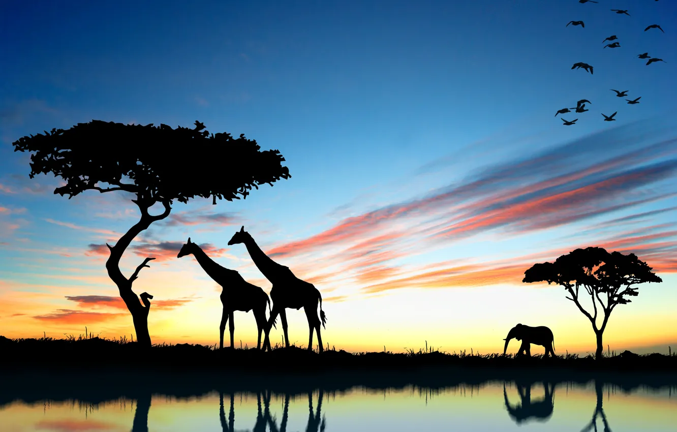 Photo wallpaper sunset, elephant, giraffe, Africa