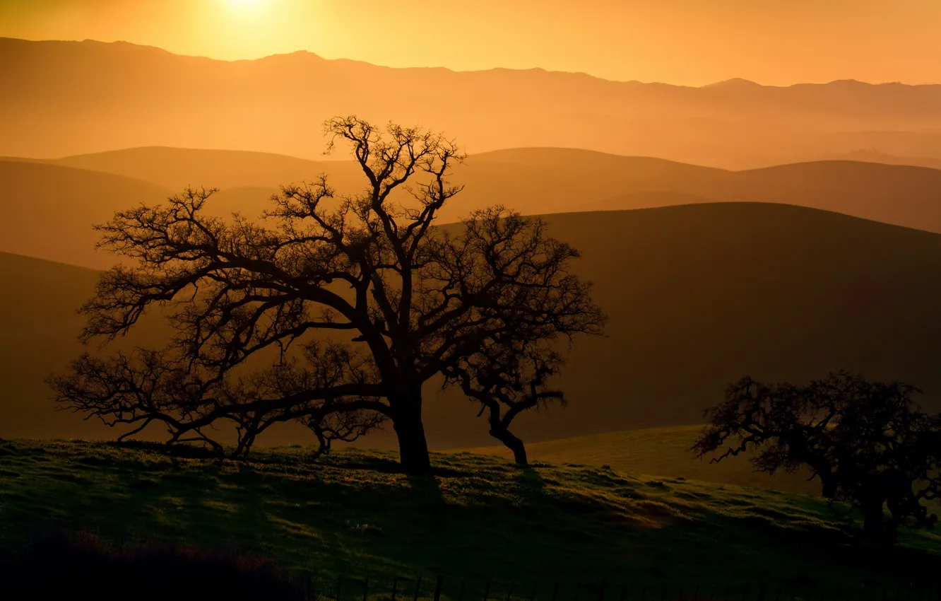 Photo wallpaper trees, landscape, sunset