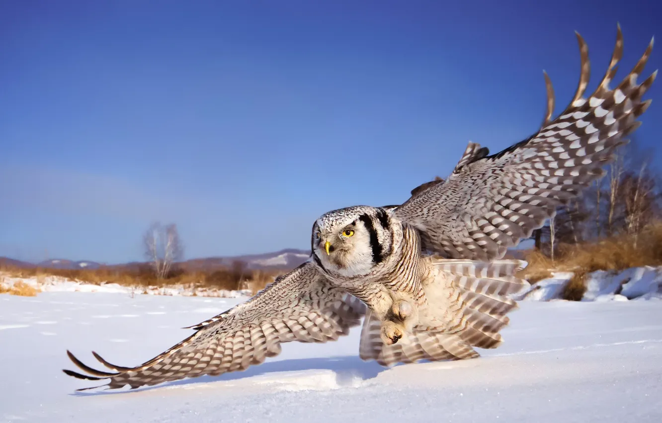 Photo wallpaper winter, the sky, snow, owl, wings, white owl