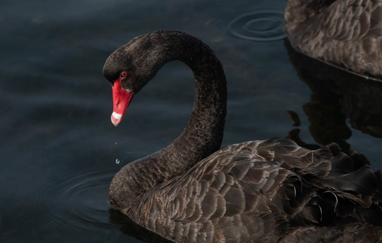 Photo wallpaper water, bird, Swan, black Swan