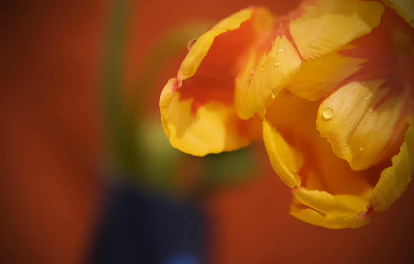 Photo wallpaper drops, macro, flowers, Rosa, tulips