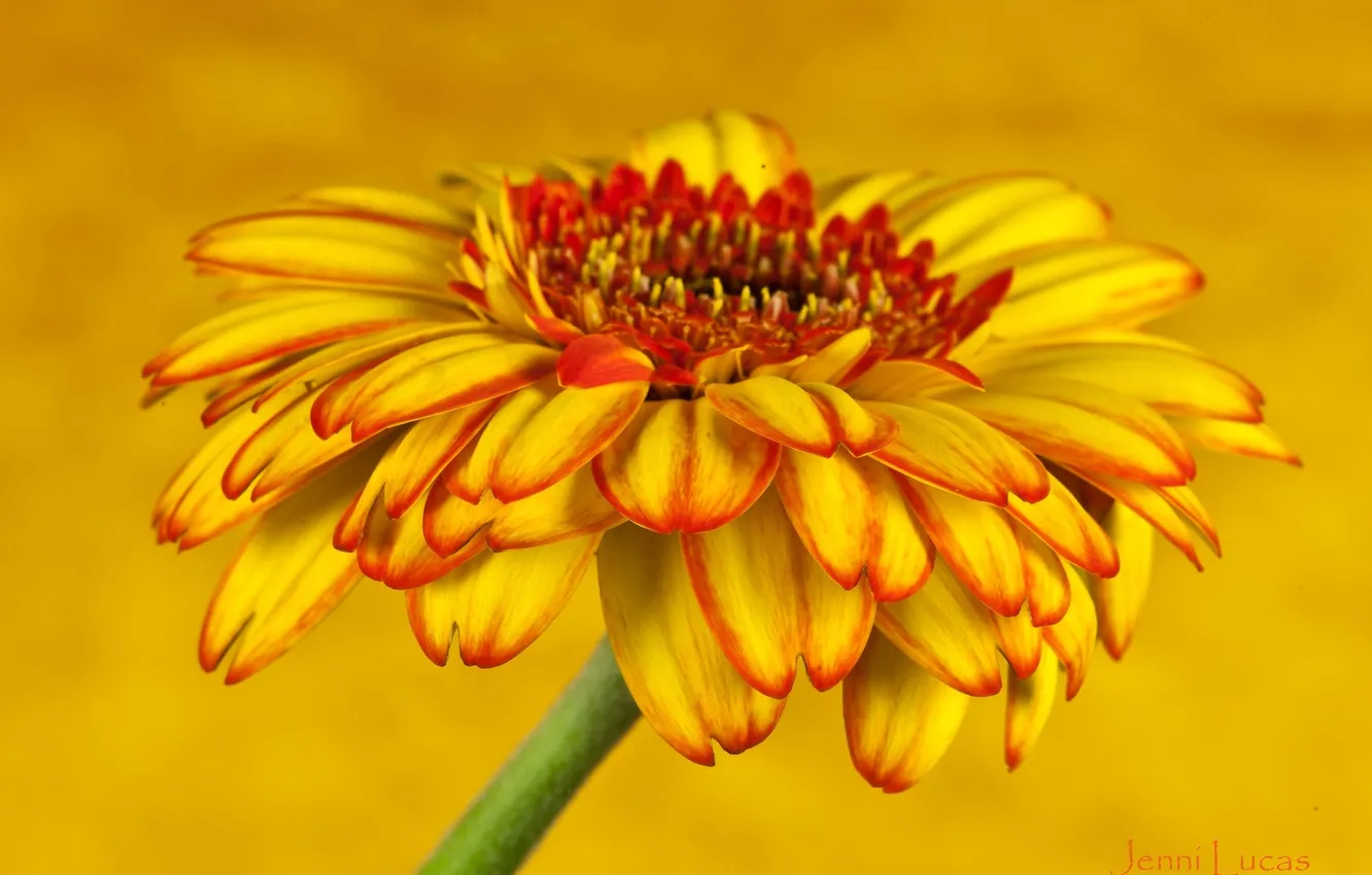 Photo wallpaper flowers, yellow, gerbera