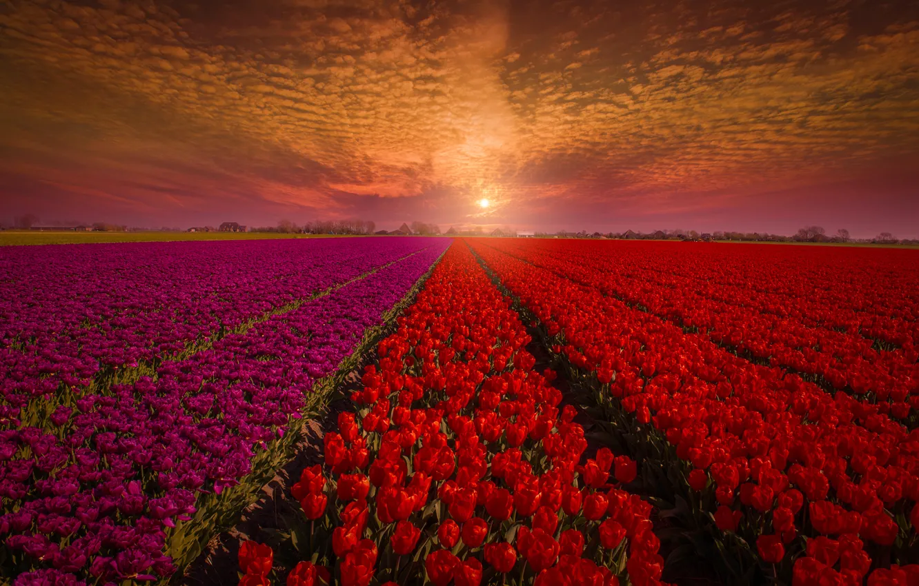 Photo wallpaper field, the sky, sunset, flowers, nature, tulips, red, buds