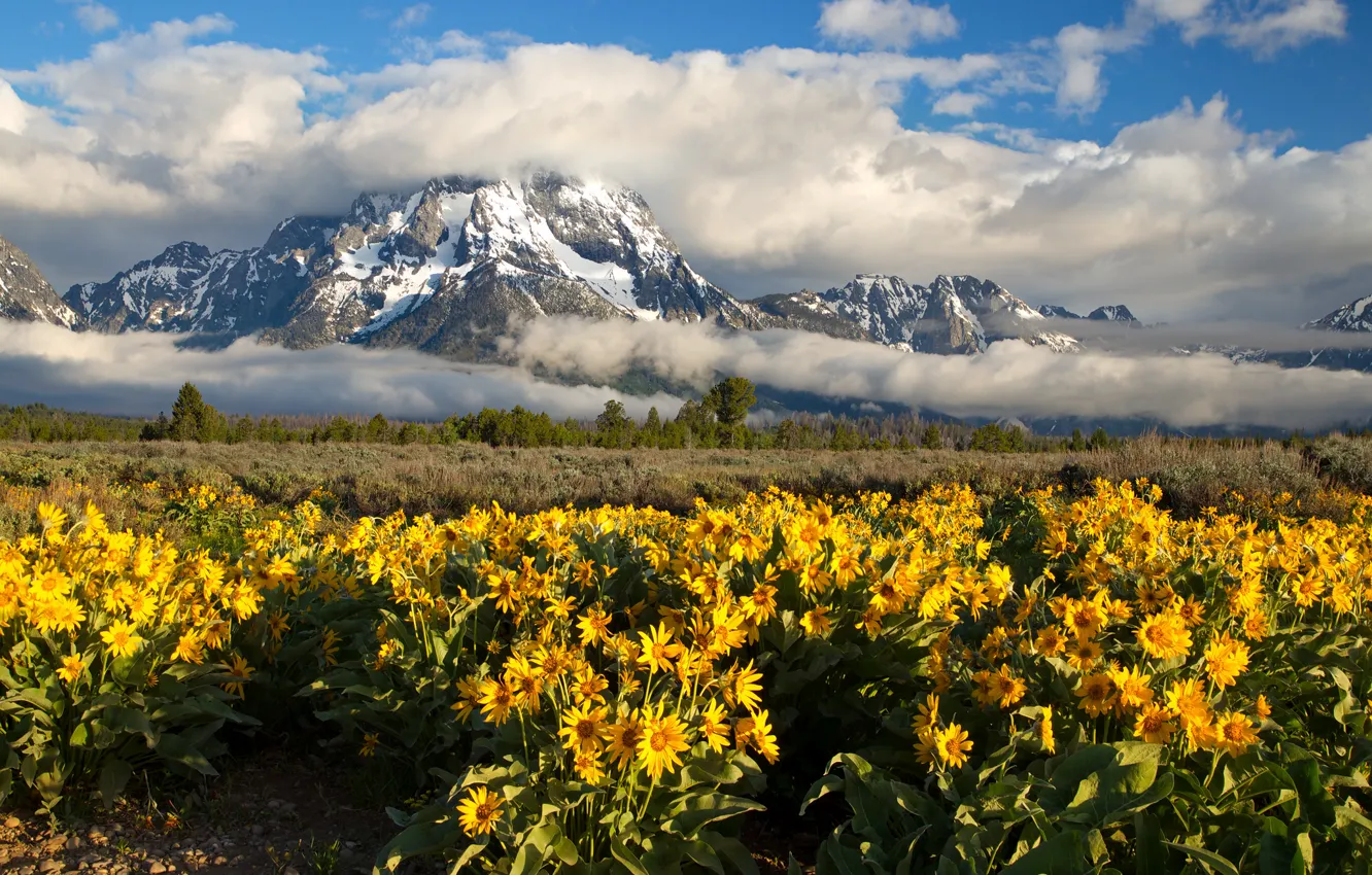 Photo wallpaper clouds, flowers, mountains, meadow, Wyoming, Wyoming, Grand Teton, Grand Teton National Park