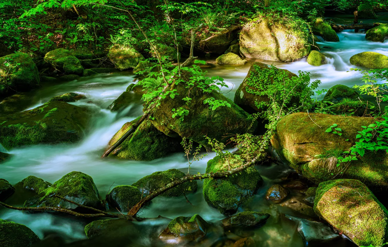 Photo wallpaper branches, nature, stream, stones, photo, moss, Japan, Towada