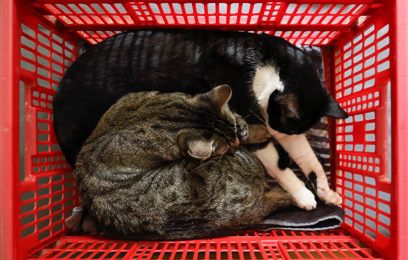 Photo wallpaper cat, cat, red, pose, comfort, grey, stay, basket