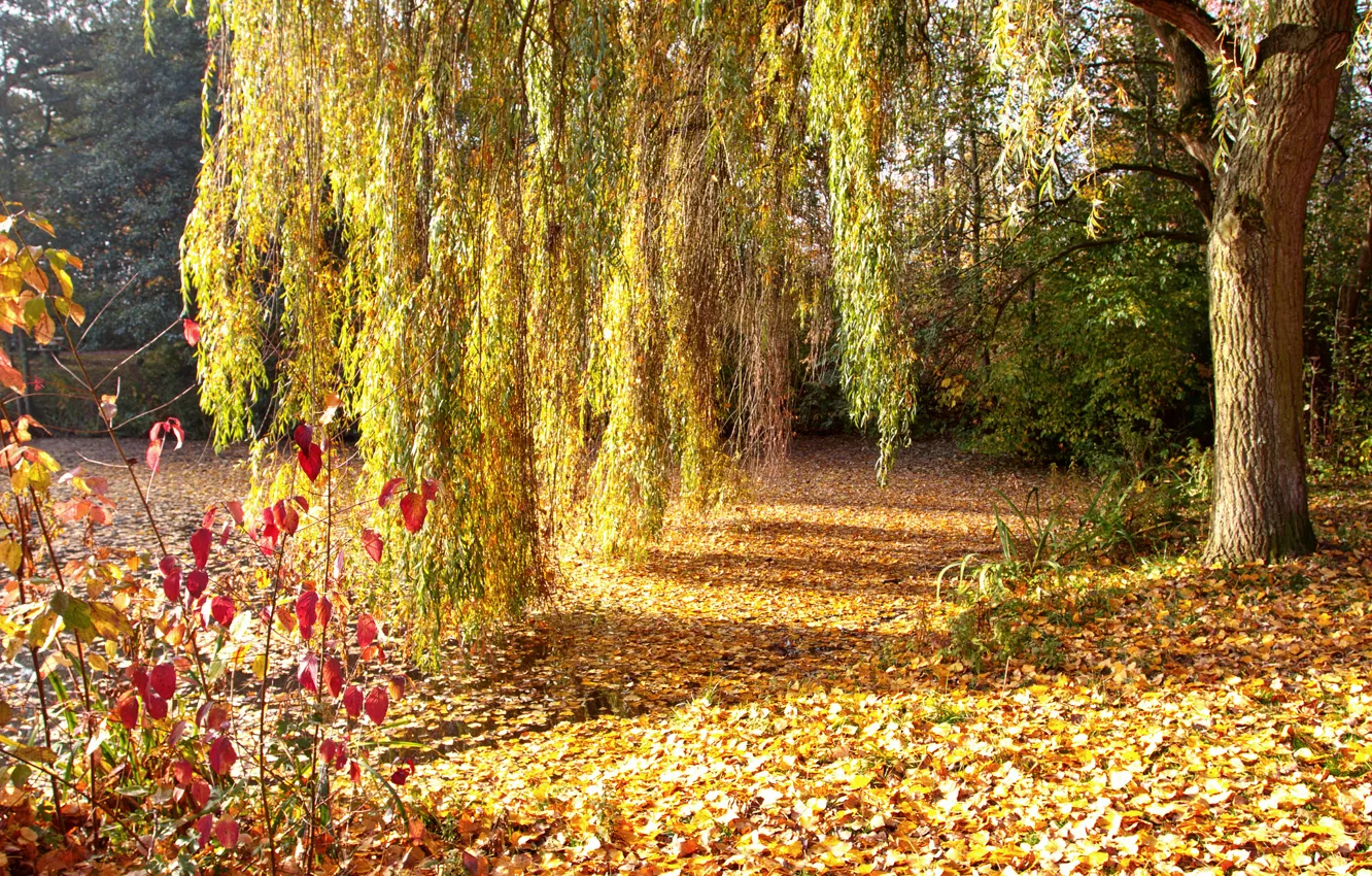Photo wallpaper autumn, trees, Park, tree, foliage, IVA, fallen