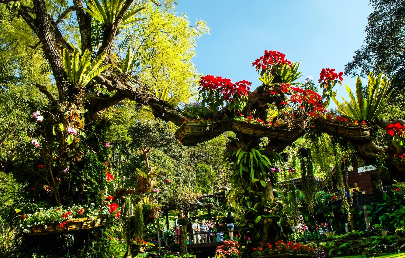 Photo wallpaper the sky, landscape, flowers, nature, tropics, palm trees, plants, horizon