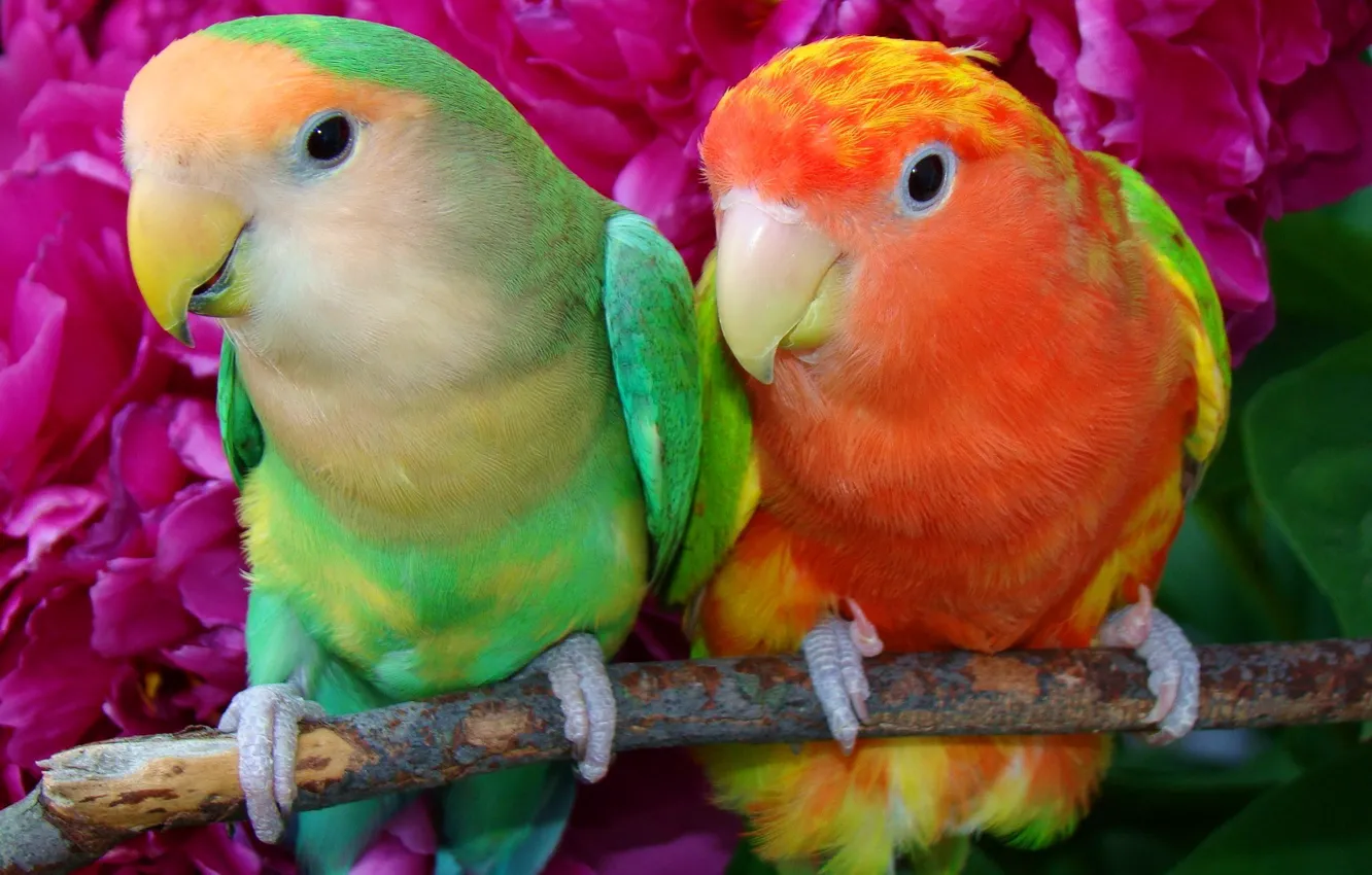 Photo wallpaper branches, bird, feathers, beak, parrot, pair