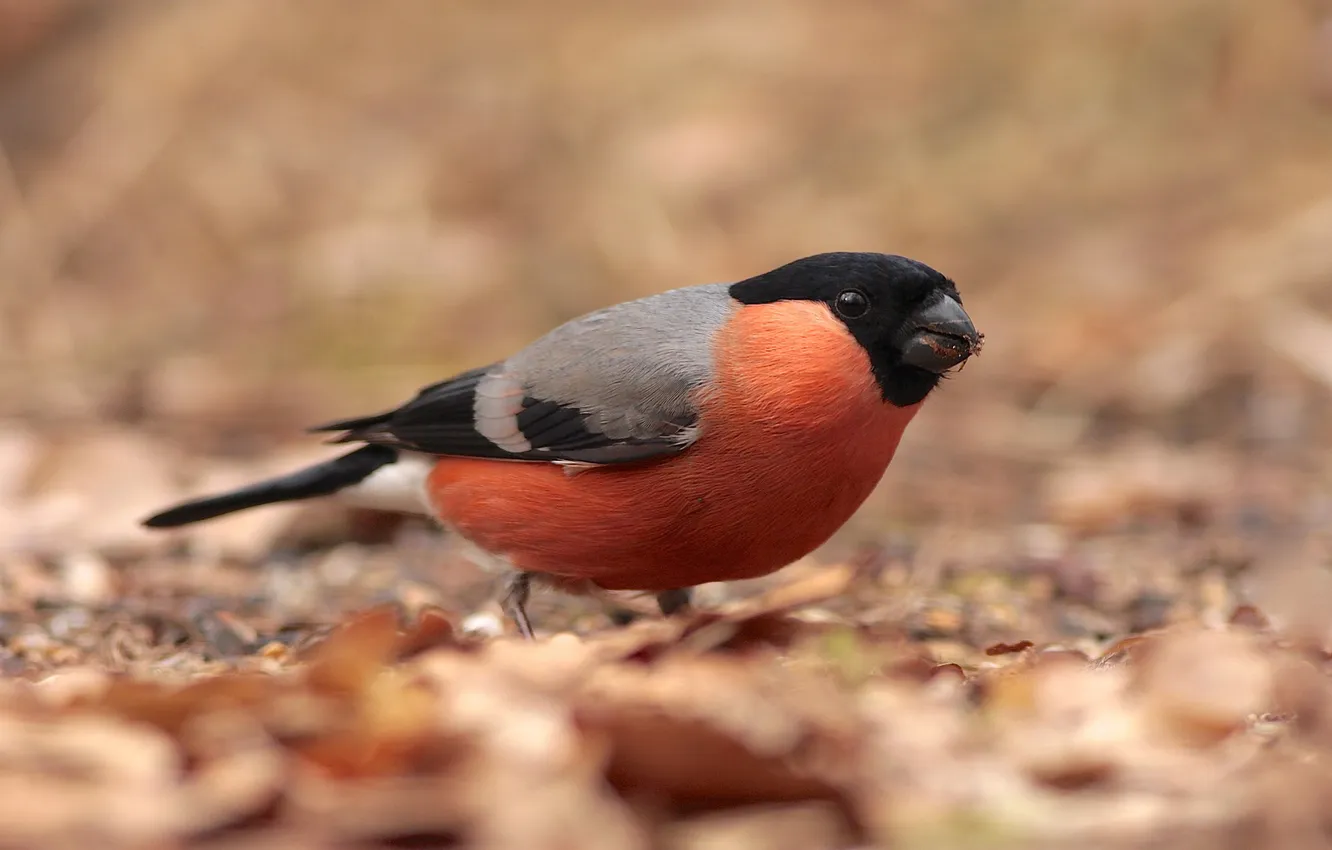 Photo wallpaper nature, bird, bullfinch