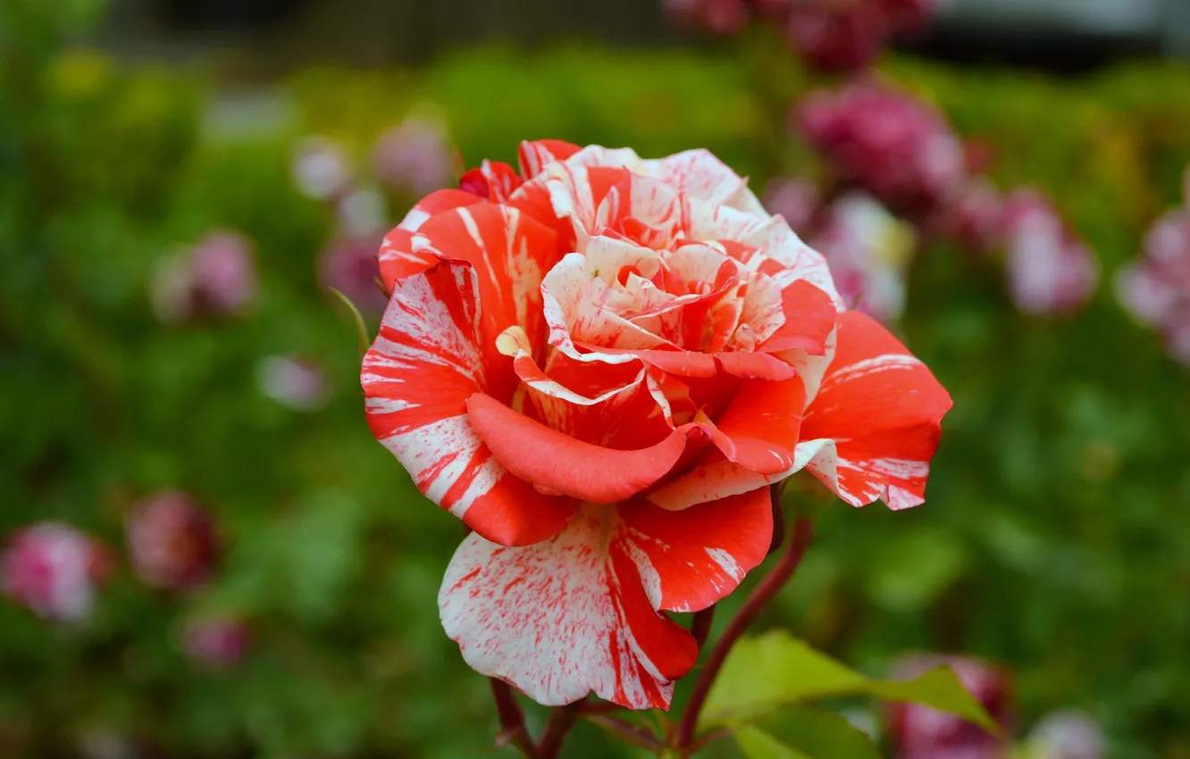 Photo wallpaper roses, rose, bokeh, bokeh