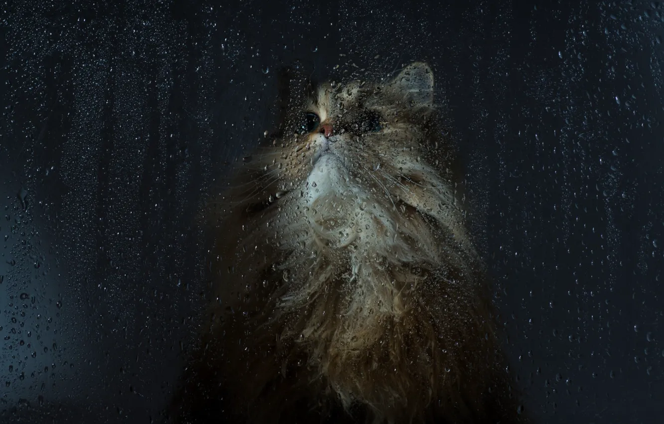 Photo wallpaper cat, glass, drops
