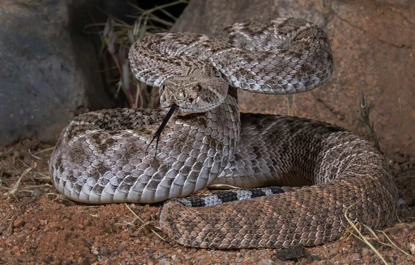 Photo wallpaper snake, reptile, Texas Sidewinder