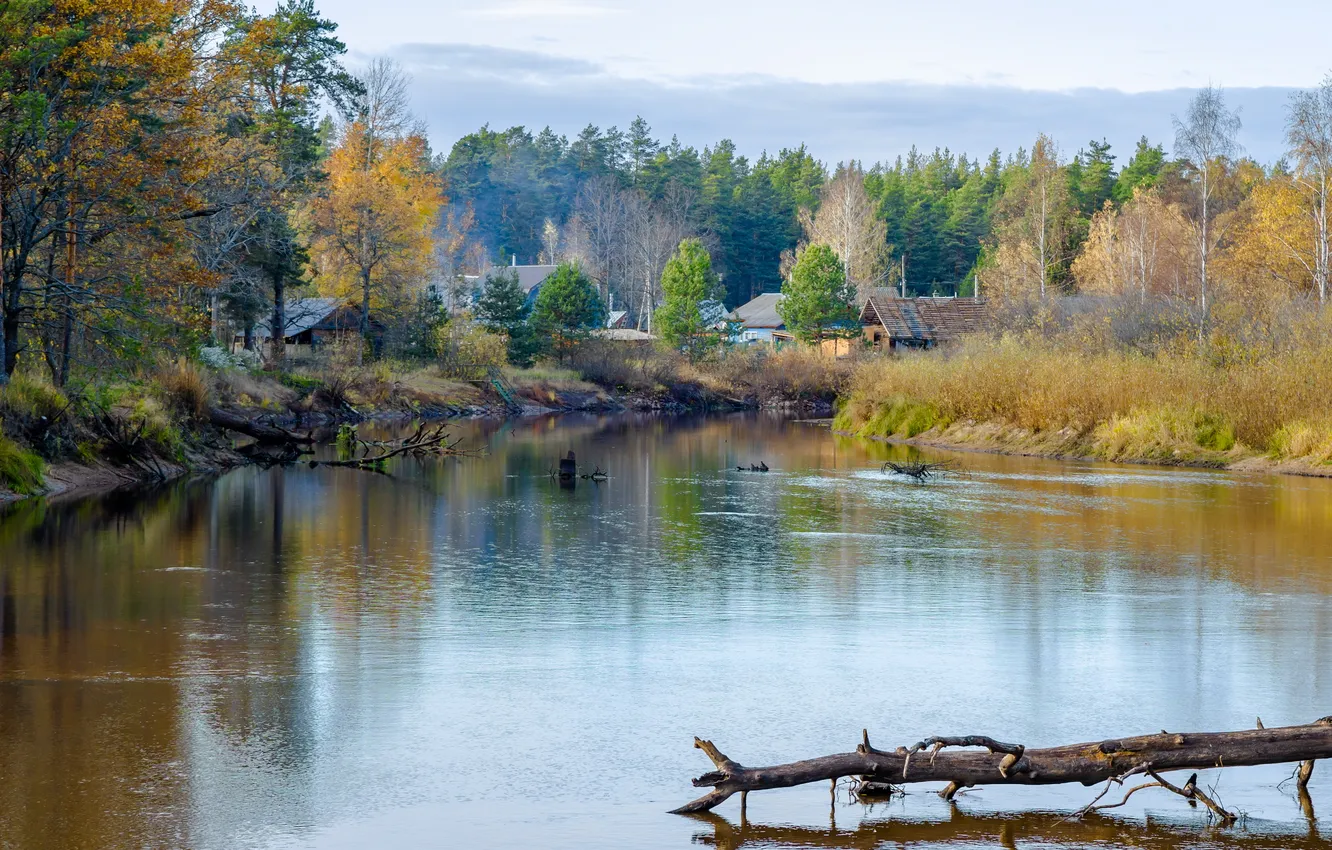 Photo wallpaper trees, lake, buildings