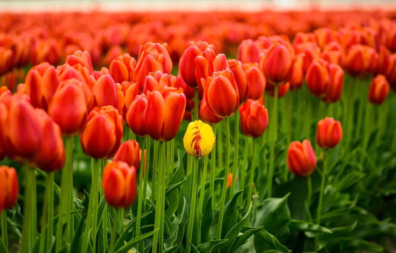 Photo wallpaper greens, field, flowers, yellow, red, spring, tulips, buds