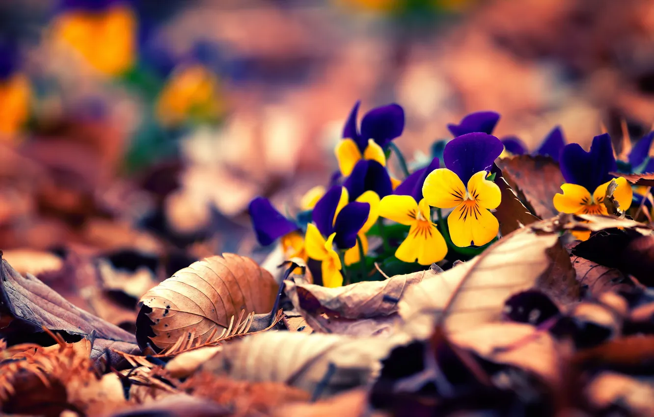 Photo wallpaper leaves, macro, flowers, forget-me-nots