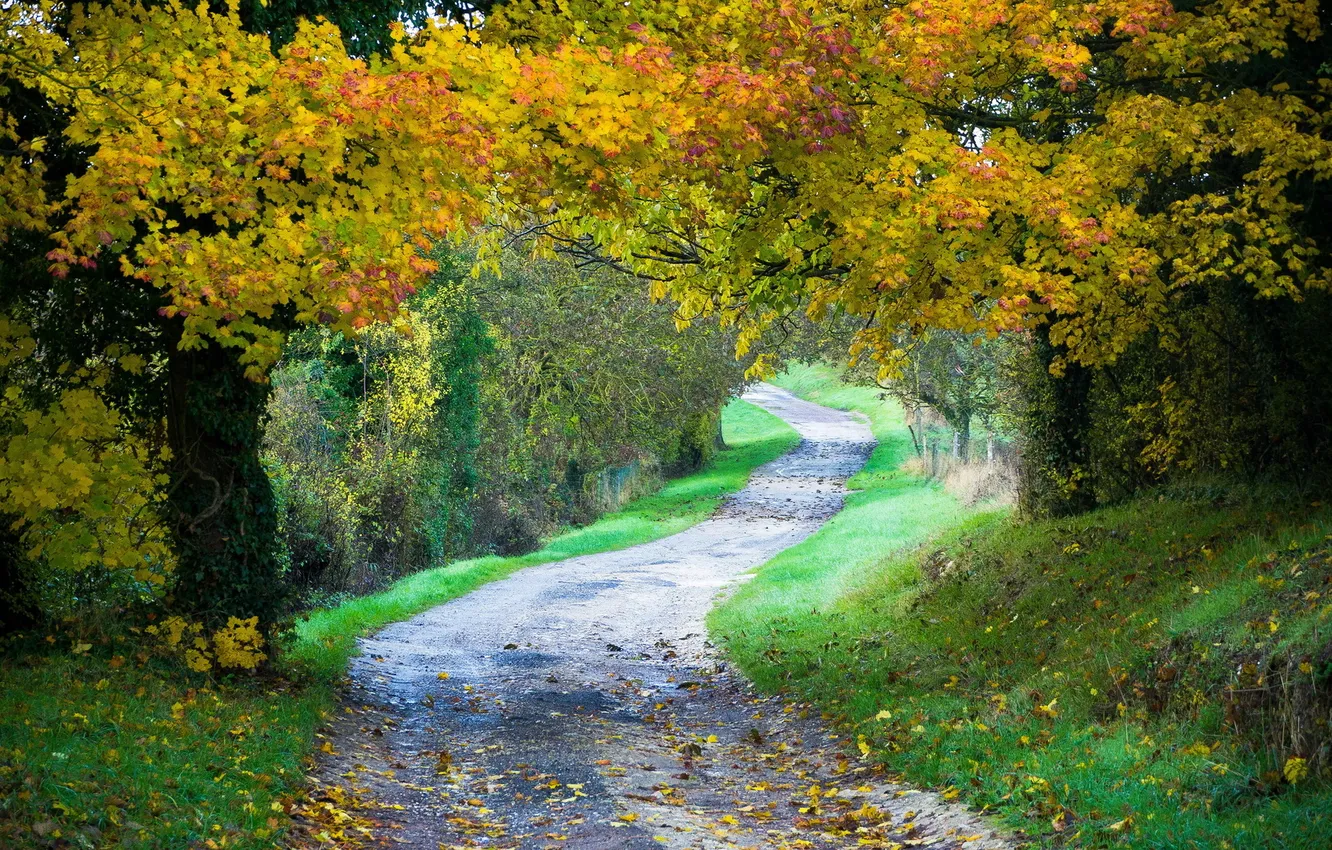 Photo wallpaper road, trees, landscape