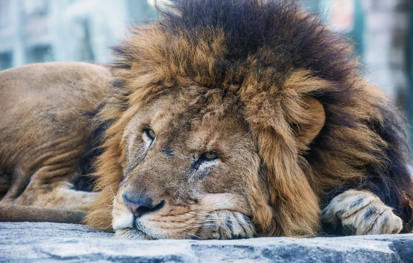 Photo wallpaper cat, face, Leo, mane